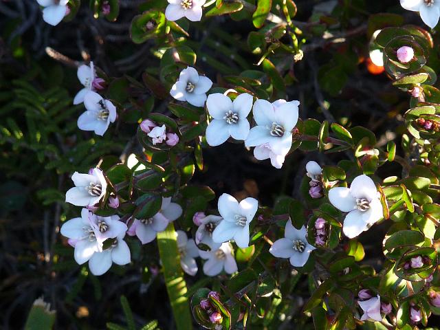 (108)Boronia  .JPG